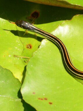 Water Snake photo print
